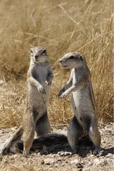 South African Ground Squirrels in alert Etosha Namibie