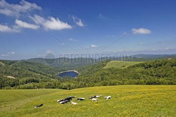 Lac de la Lande and Vosgienne Cows Hautes Vosges France
