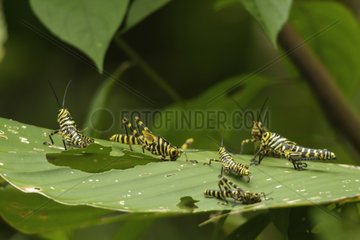 Group of Orthoptera eating a leaf in rainforest Costa Rica