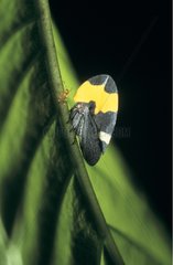 Leafhopper French Guiana