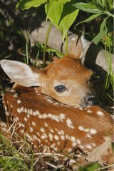 Young White-tailed deer lying in the grass Minnesota USA