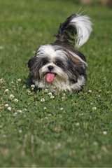 Shih Tzu Puppy pulling the tongue lying on a lawn