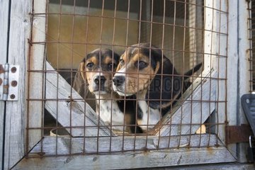 Beagles in ihrem Zwinger nach einem Tracking Contest Quebec