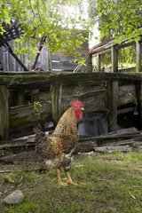 Cock of farmyard outdoor Romania