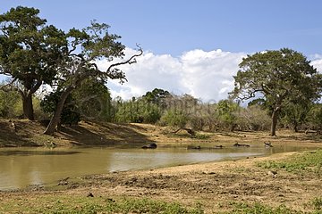Wässerplatz Yala Nationalpark Sri Lanka