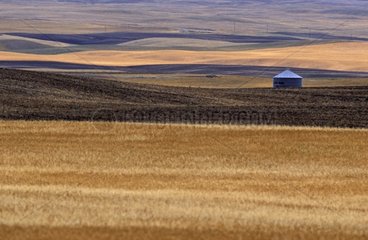Field of grain and silo Saskatchewan Canada