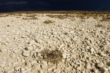 Paysage de steppe de l'ouest du Kazakhstan
