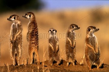 Group of Meerkats Southern Africa