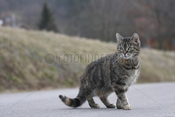 Vorsichtiger Tabby -Kätzchen auf einer Straße gegen Frankreich