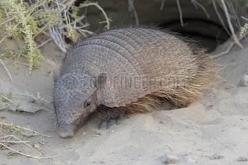 Hairy armadillo on sand Patagonia Argentina