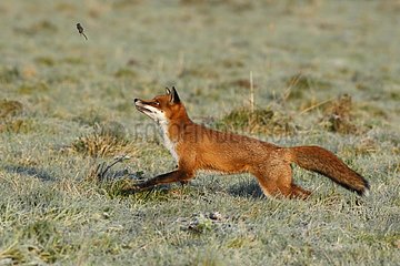 Red fox playing with a shrew in autumn GB