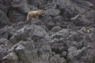 Young Arctic fox on rocks Iceland