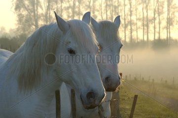 Portrait de chevaux boulonnais dans la brume matinale France
