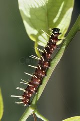 Caterpillar of the butterfly Heliconius Surinam
