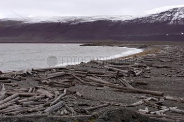 Breibagen Beach mit gestrandetem schwimmendes Holz gestreut