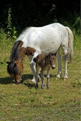 Drei Tage altes Pony -Fohlen mit seiner Mutter Oise Frankreich