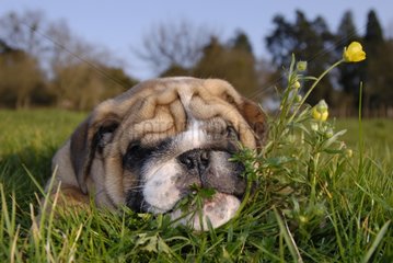 Welpenhund des englischen Schlafens im Gras Frankreich