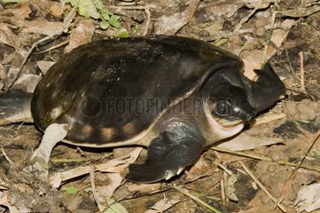 Pig-nosed Turtle on ground