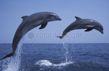 Grands dauphins sautant Roatan Honduras