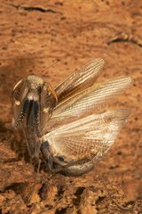 Mantis Ocellee am Boden Europa
