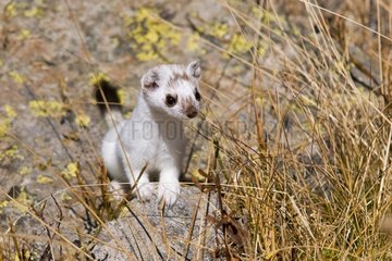 Ermine moulting in autumn careful on a rock France
