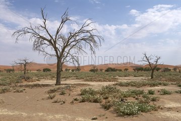 Sparse vegetation of Sossusvlei Namib-Naukluft NP