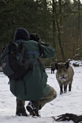 Wild boar and photographer Schleswig-Holstein Germany
