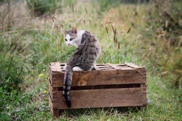 Katze saß auf einer Holzkiste