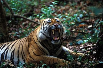 Tigre mâle couché et feulant PN Banghavgarh Inde