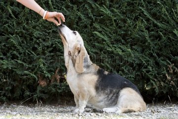 Fang eines Tafel -Vermifuge durch einen alten Hund Frankreich