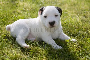 Welpe von Jack Russell Terrier legte sich im Gras Frankreich