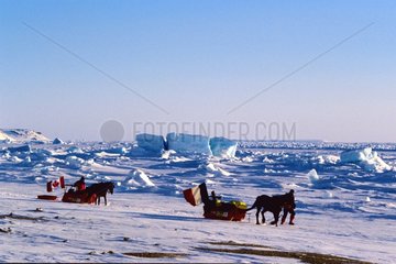 Expédition polaire à cheval sur la côte nord