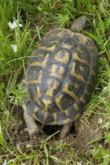 Hermannschildkröte graben ein Loch  um Frankreich zu legen