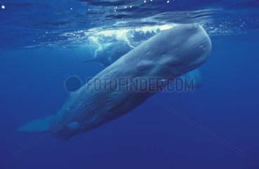 Sperm Whale Azores
