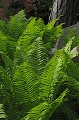 Dryopteris in a shady place