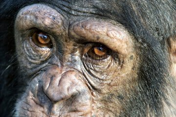 Glance of Zambia Chimpanzee