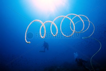 Spiral Wire Coral floating in open water Gulf of Thailand