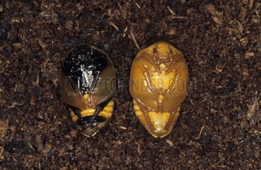 Hairy Beetle nymphs at different stages DR of Congo