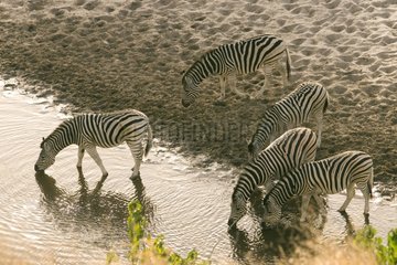 Burchell's Zebras drinking Botswana