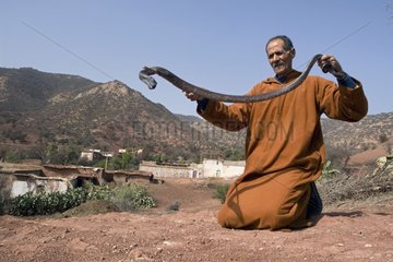 Snake charmer catching a Cobra Taroudant Morocco