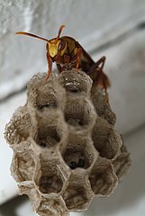 Golden Paper Wasp at nest Floride USA