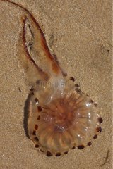 Compass Jellyfish umbrellas & tentacles on a beach France