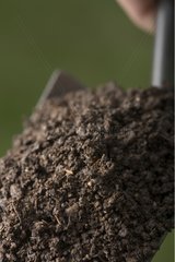 Compost in a shovel