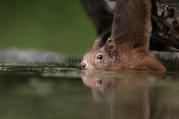 Red Squirrel near water Hungary