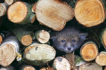Young Red fox in a pile of wood spring Great Britain