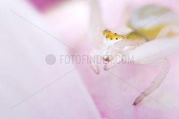 Portrait of a Crab-Spider in a flower Normandie France