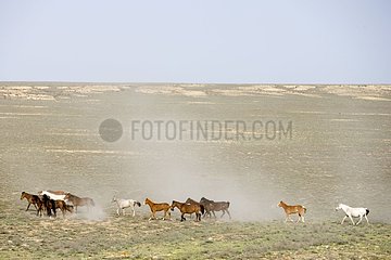 Häusliche Pferde  die in Freiheit in der Steppe leben