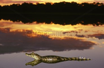 Caïman à lunettes au coucher de soleil Pantanal Brésil