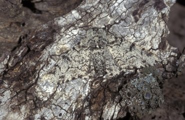 Pepper and salt moth clear phase on a trunk France