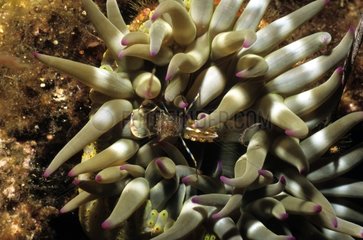 Shrimp and Sea Anemone Meditarranean